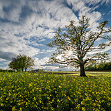 Spring bloomers